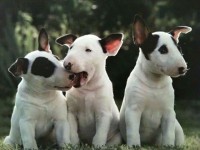 filhotes super lindos de bull terrier