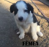 Filhotes de border collie