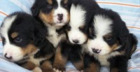filhotes super lindos de bernese mountain