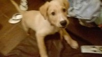 Vendo lindo filhote de Labrador marfim e amigável