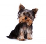 Quero muito adotar um cãozinho