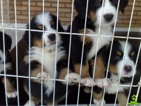 filhotes super lindos de bernese mountain
