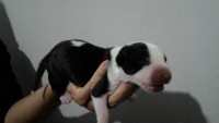 Maravilhosos filhotes de bull terrier