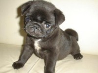 Procuro Pug – Lhasa ou york para doação – negocio propostas de baixo valor