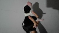 Maravilhosos filhotes de bull terrier
