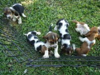 filhotes super lindos de basset hound