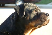 Rottweiller