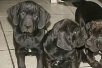 Lindos filhotes de Fila brasileiro