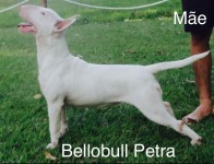 Filhotes De Bull Terrier Pedigree CBKC Campeões
