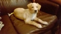 Vendo lindo filhote de Labrador marfim e amigável