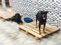 Filhotes de rottweiler