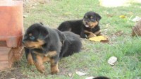Rottweiller