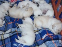 Vendo Filhotes de Labrador ( cor amarelo)