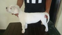 Filhotes de Dogo Argentino