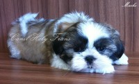 Filhote de Shih-Tzu Macho