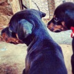 Filhotes Doberman
