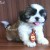 Filhote de Shih-Tzu Macho