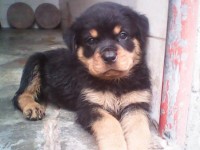 Rottweiller