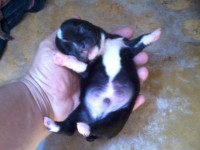 Chihuahua