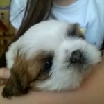 VENDO Shih Tzu Macho e Femia