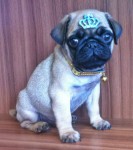 Filhote de Pug Macho