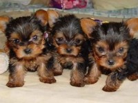Procuro um cachorro de pequeno porte POR FAVOR ME AJUDEM