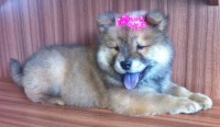 Filhote de Chow Chow Fêmea