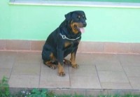 Lindos filhotes de rottweiler