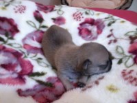 Chihuahua