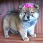 Filhote de Chow Chow Fêmea
