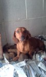 Daschund Teckel anões