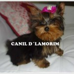 Canil Dlamorim – Yorkshire