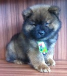 Filhote de Chow Chow Macho