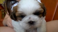 VENDO Shih Tzu Macho e Femia