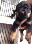 Lindos filhotes de rottweiler