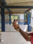 Venda de buldogue frances