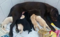 Filhotes de Labrador