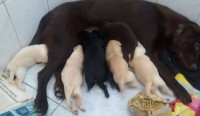 Filhotes de Labrador