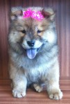 Filhote de Chow Chow Fêmea