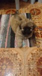 Filhotes de pequinês com lhasa