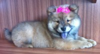 Filhote de Chow Chow Fêmea
