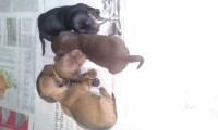 Daschund Teckel anões
