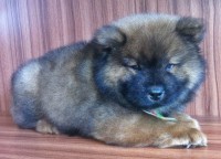 Filhote de Chow Chow Macho