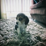 Vendo filhote de beagle tricolor – urgente