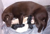Filhotes de Labrador