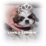 Canil Dlamorim – Shihtzu