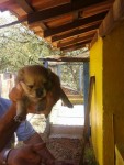 Vendo filhote de sptiz alemão