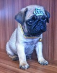Filhote de Pug Macho