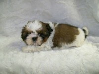 Filhotes de Shih-Tzu