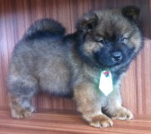 Filhote de Chow Chow Macho